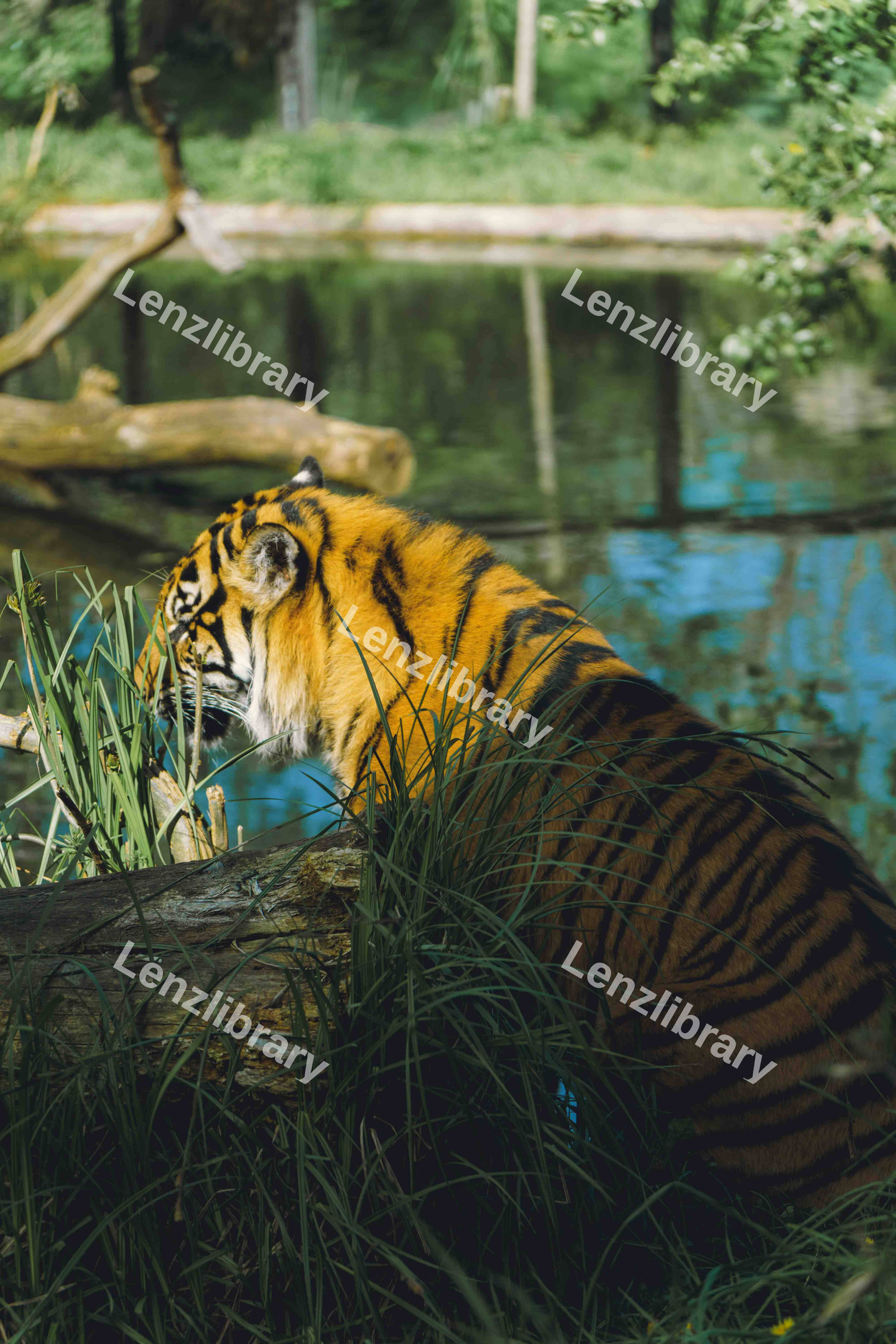 The Back Of A Tiger